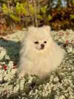 Pomeranian