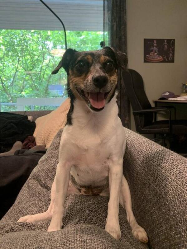 Hund - Dansk Svensk Gårdshund