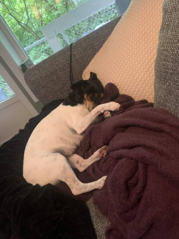 Hund - Dansk Svensk Gårdshund