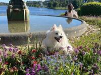 Malin (Japansk Spets)
