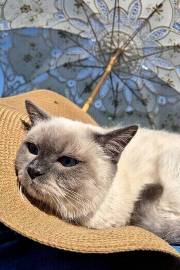 Katt -  British Shorthair 