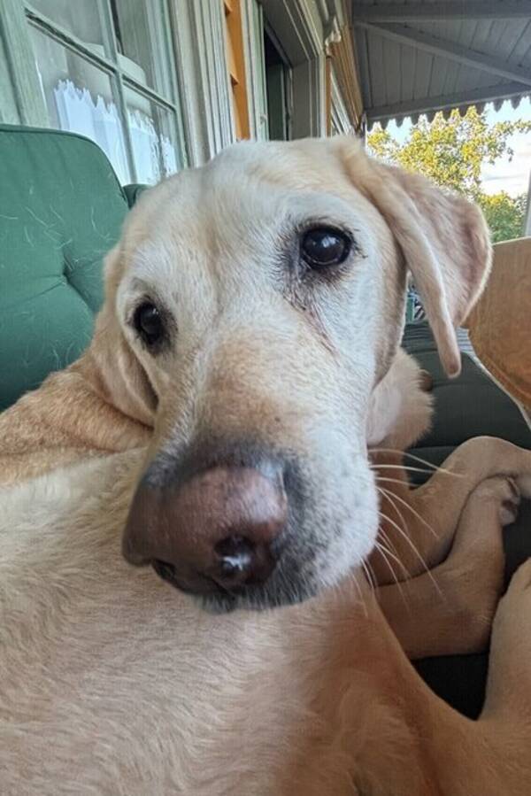 Hund - Labradoren Dexter