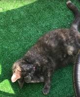 Katt