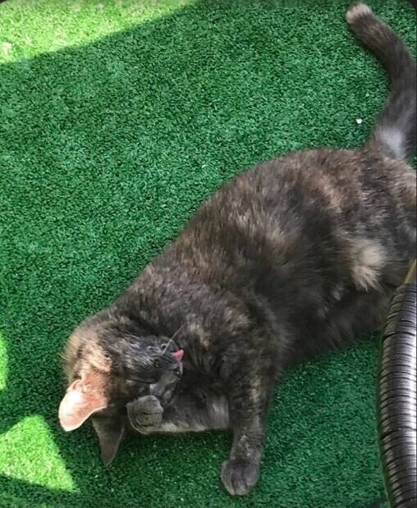 Katt - Katt