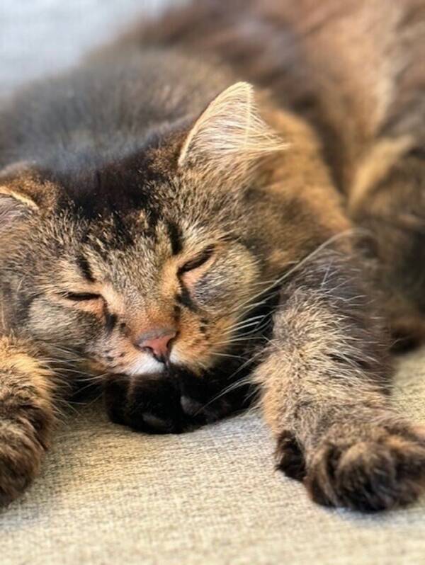 Katt - Katten Bamse känd från Tv4