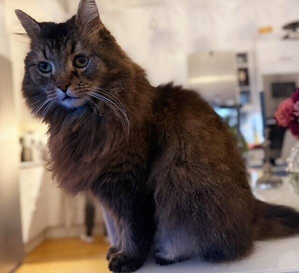 Katt - Katten Bamse känd från Tv4