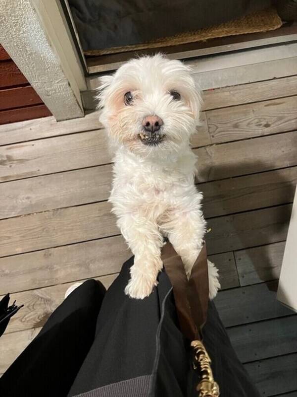Hund - BAMSE - Världens Bästa Kärleksspridare