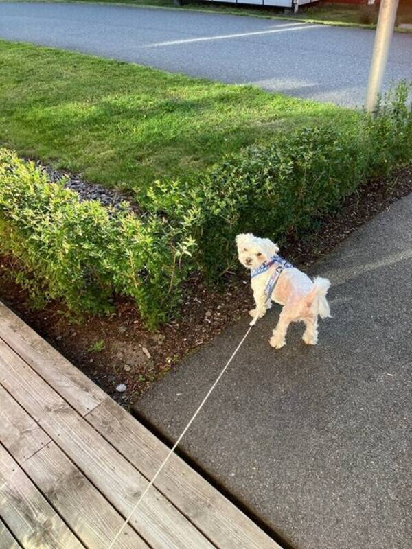 Hund - BAMSE - Världens Bästa Kärleksspridare