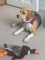 Beaglen Tintin