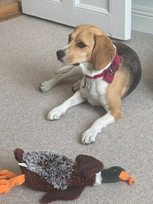 Hund - Beaglen Tintin