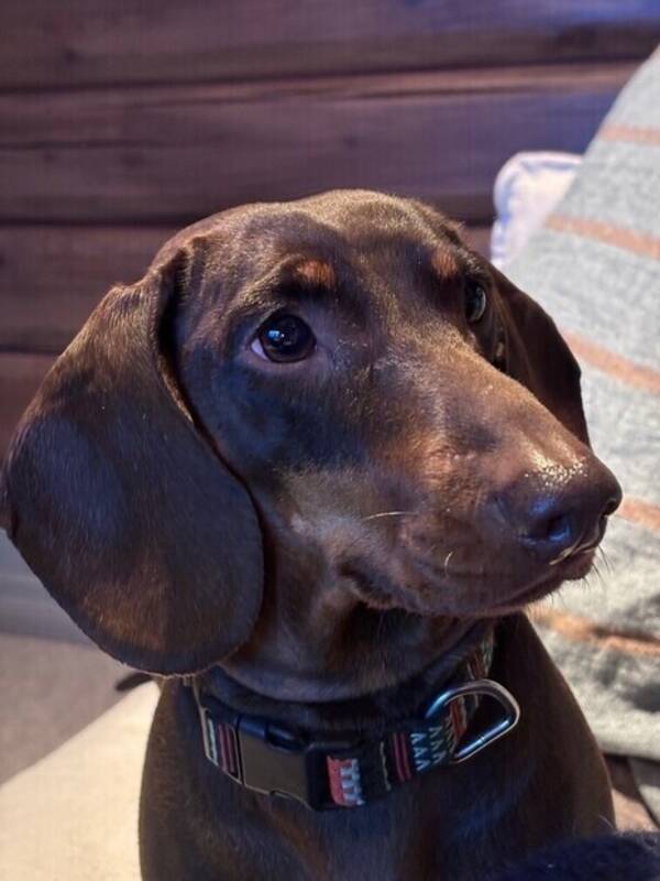 Hund - Selma