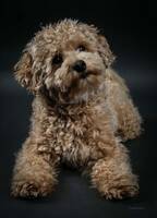 Maltipoo