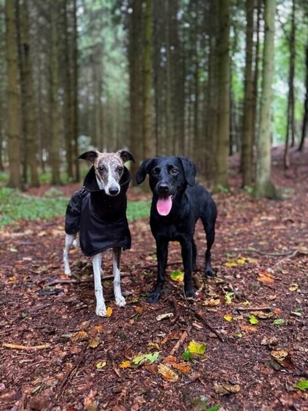 Hund - Whippet Anja, labrador Peak