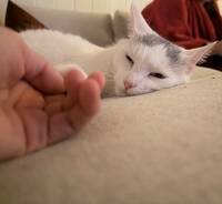 Katt