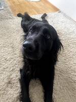 Flatcoated retriever Watson