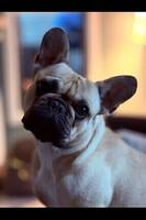 Fransk bulldog Amanda