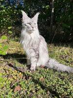 Luci (Lucifer)