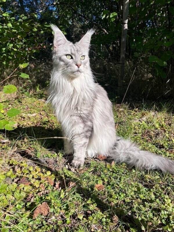 Katt - Luci (Lucifer)