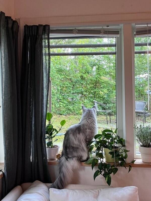 Katt - Luci (Lucifer)
