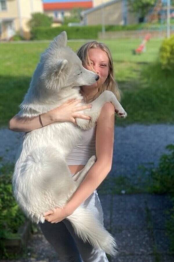 Hund - Husky fendi 