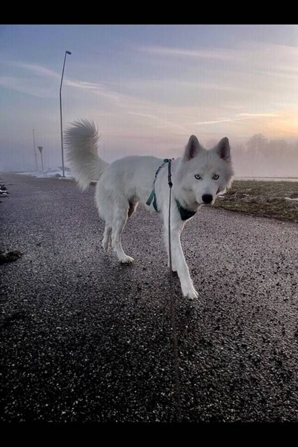Hund - Husky fendi 