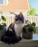 Katten Poppy