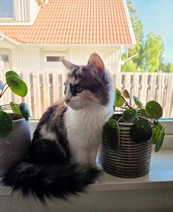 Katt - Katten Poppy