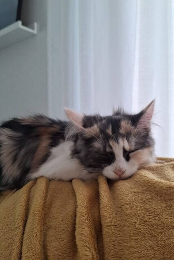 Katt - Katten Poppy