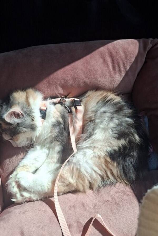 Katt - Katten Poppy