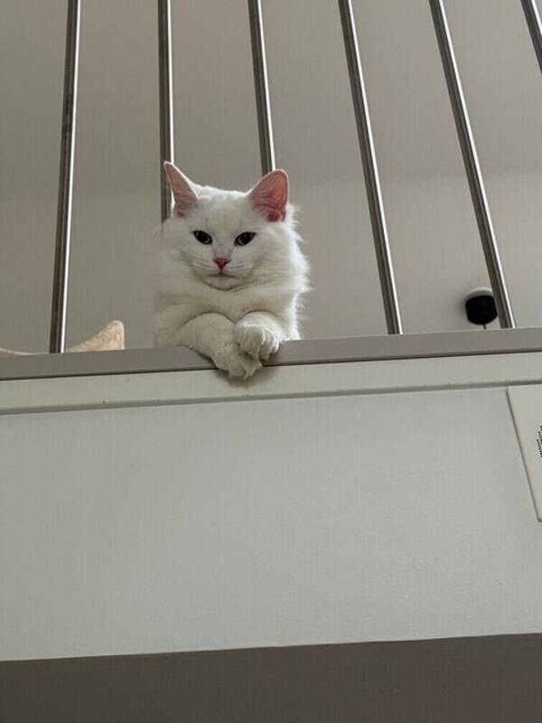 Katt - Två helvita långhåriga katter med blå ög