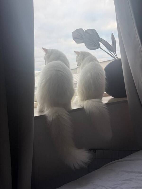 Katt - Två helvita långhåriga katter med blå ög