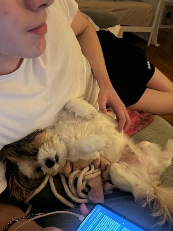 Hund - Molly 8 år 