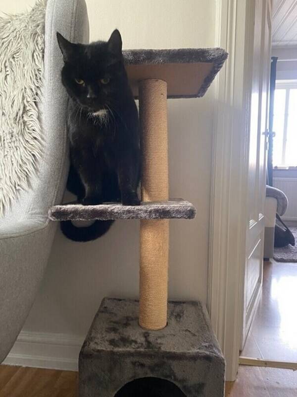 Katt - Bobby