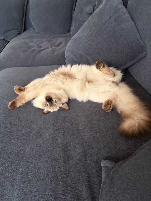 Katt - Louis
