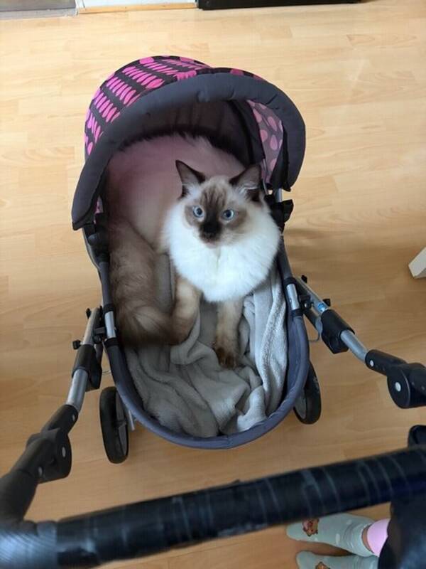 Katt - Louis