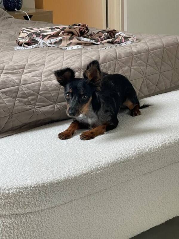 Hund - Prazsky krysarik 