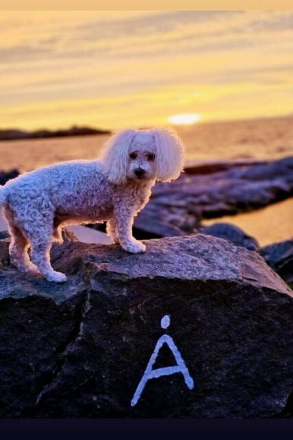 Hund - Bichon Frisee