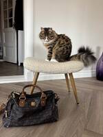 Sibirisk katt