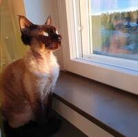 Devonrex