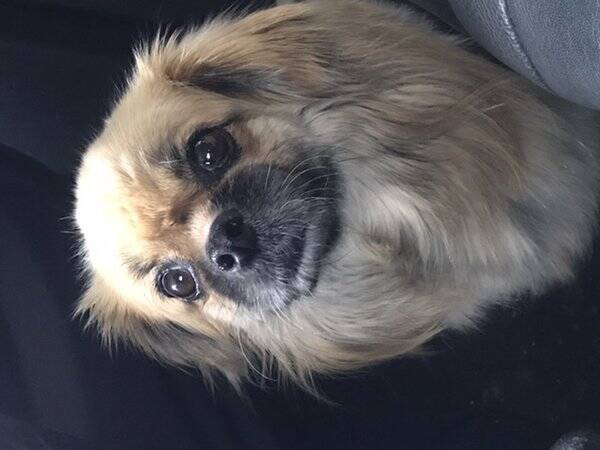 Hund