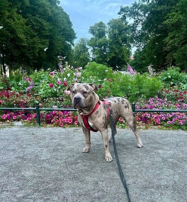 Hund - Cain
