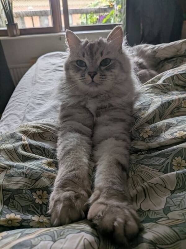 Katt - Yoshi