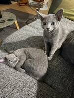 Två russian blue kattungar