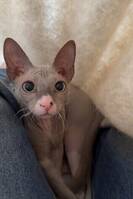 Sphynx Otis