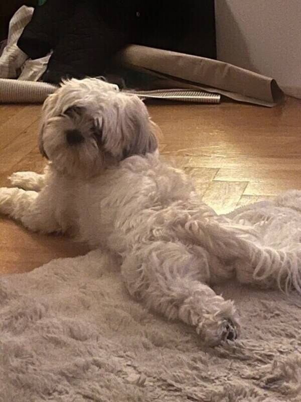 Hund - Hunden Milo 