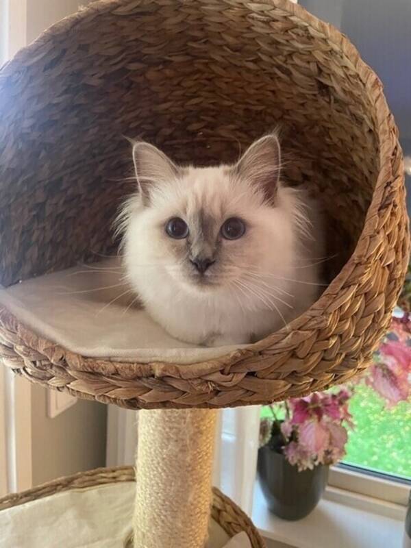 Katt - Helig Birma Lazlo 