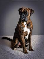 Boxer