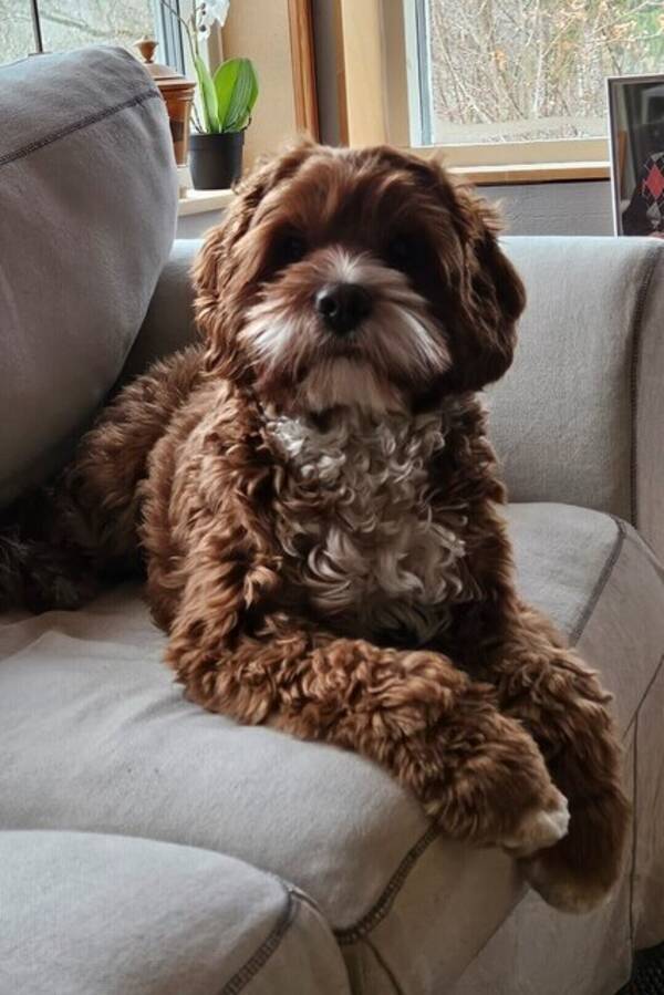 Hund - Världens godaste Yulia