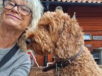 Pudel/cockerspaniel