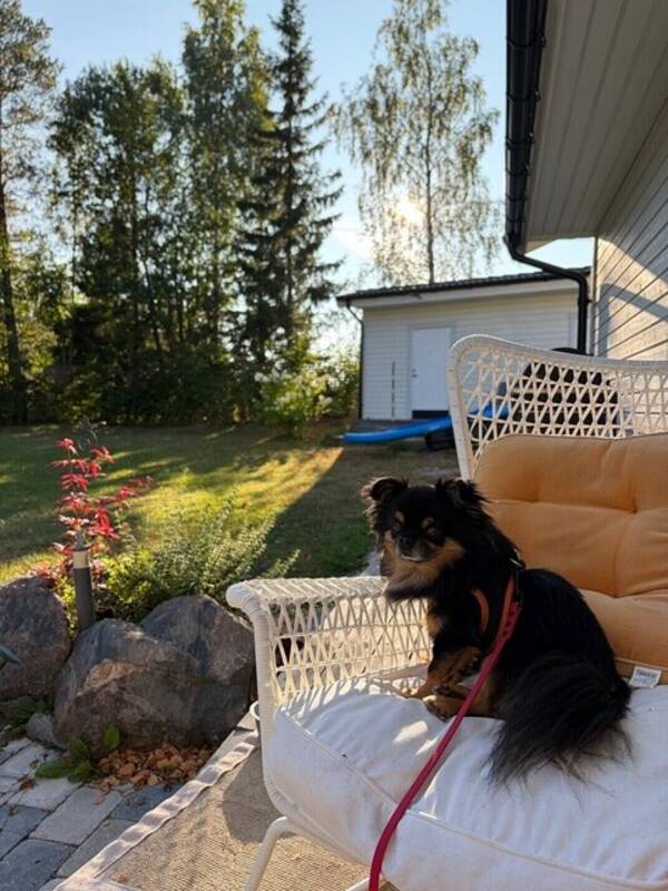 Hund - Chihuahua Max